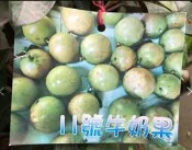 花田厝_水果苗—11號牛奶果--甜度高~結果率高/4.5吋高約25-30cm