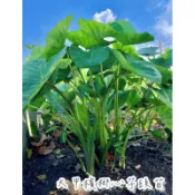 大甲檳榔心芋頭苗 友善耕種 新鮮現摘 鬆綿芋頭之王