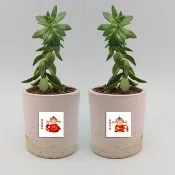 獨家組合迷你春聯祝福貼紙 財神爺款 財運亨通 恭喜發財 1全張16