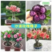 【沙漠玫瑰種子】 限時搶購正品💯沙漠玫瑰種子 門前轉運花卉 多彩品種超多花色 四季種植 沙漠玫瑰 稀有品種養不死花