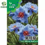 隔日到貨🚀黑種草種子 獨家藍色波斯菊 薰香草 陽台盆栽 料理香辛料 發芽率高 易種植 印度藏茴香 多年生