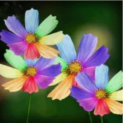 ✔💯【波斯菊種子】格桑花種子 打造花海 七彩易種易活 遇土就活 庭院陽台 野花花卉種子 盆栽地栽植物種子