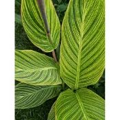 斑葉美人蕉葉/土球包/一珠高30公分高