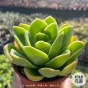 3吋盆【金色光輝】多肉植物|多肉|療癒小物| 組盆｜綠手指必備|［Xuan肉園］