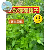 36種可食用薄荷種子 香草植物大全 甜點調飲料理 新手輕鬆種 居家陽台療癒盆栽 四季好種植 香草花園入門