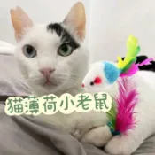 貓咪玩具老鼠 沙沙鼠 易掉毛小老鼠 貓薄荷味道 貓咪小玩具 羽毛老鼠 羽毛玩具