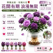 🌺可水培免換土 現貨玫瑰🌺矮化日式 盆栽 玫瑰花苗 帶葉出貨 陽臺庭院花卉盆栽薔薇大花月季 免換土・免髒亂・懶人也能養活