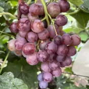 沐耕園|🍇（24款 葡萄種子）台灣現貨今年新種 提子種子 高產易種植 多品種選擇 四季易種水果盆栽種籽 爬藤水果種子