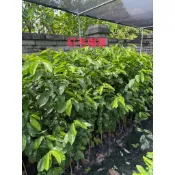 ★綠霖園藝★紅毛榴槤 實生苗 高度70公分 盆觀賞植物/水果樹苗/新興果樹/果苗/嫁接/植物/盆栽