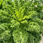 🔥🔥羽衣甘藍種子（當天發貨）四季播種 有機高鈣耐寒食用橄欖菜 大田盆栽 易種植葉牡丹、牡丹菜蔬菜種子 可觀賞高产量