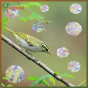 ATTACT 防撞窗貼可節省鳥類免受窗戶碰撞非粘性棱鏡窗貼 Rainbow Stiers TW