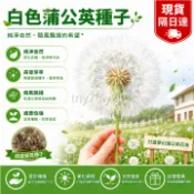 當天發💎白色蒲公英種子【1000粒】 婆婆丁 四季種植 耐熱耐寒 新手易種易活 發芽率高 可觀賞 可食用