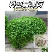 現貨【科西嘉薄荷種子】清涼芳香陽台盆栽首選 香草茶料理烘焙必備 新手易種四季可播 台灣氣候適種 發芽率高