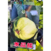 水晶芭樂 請先洽詢 芭樂苗 嫁接苗/靠接苗 樹苗 盆栽 果樹苗 水晶拔 少籽 無籽 水蜜 蜜桃 蘋果無子 路邊攤俱樂部