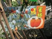 ╭☆東霖園藝☆╮柿子類水果苗(筆柿)長果柿..大量供應中..平地可種植--