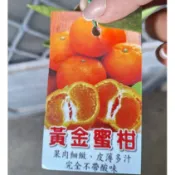 黃金蜜柑苗 ／5吋盆