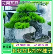 台灣現貨【松樹種子】招財旺宅 松樹種子 迎客松種子 黑松 美人鬆 油松種子 旺宅好運觀賞盆栽松樹種子多年生四季盆