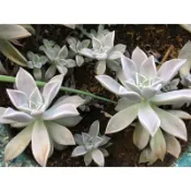 歐根泥客無農藥 石蓮花 大$100元 中$80元 小$60元 裸株 極脆弱建議宅配 超商有些微的機會掉葉 聊聊 陸龜食草