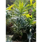 玫森 黑金剛 米粒 綠鑽羅漢松 金鑽羅漢松 小虎斑羅漢松 轉運羅漢松 藍葉羅漢松 石化狂龍 雀舌  觀葉植物 觀賞用盆栽