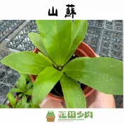 《花田多肉》🌵【山蘇】 3吋盆  觀葉植物/室內植物/蕨類/綠化/園藝/盆栽/雨林植物/多肉/仙人掌