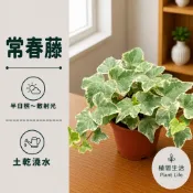 植間生活【常春藤】３吋小品／蔓性垂吊／斑葉／耐陰