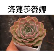 ❁採花❁ 海蓮莎薇娜-多肉植物/療癒盆栽/園藝