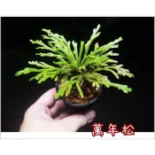 萬年松 微景觀 苔蘚生態造景 半水景生態缸 萬年松 卷柏  九死還魂草  復活草