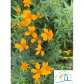 🌸植plant&flower~芳香萬壽菊  檸檬萬壽菊