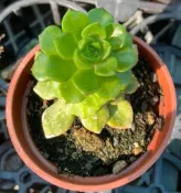缺貨~ 3寸盆 綠焰 多肉植物 綠化 美化 觀賞植物