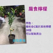 初花農場3店|扁實檸檬|台灣香檬|4吋盆|嫁接苗----定價240特價180