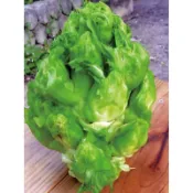 【拈花微笑】娃娃芥菜｜種子｜1g｜非基因改造種子｜蔬菜｜蔬果｜有機無毒｜高發芽率