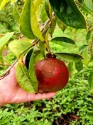 紅花巨果油茶, 紅花大果油茶, 兩公尺嫁接樹