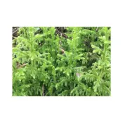 (店+)苔鑽🍀過山龍/石松（含盆寄出）約3吋盆/雨林植物/蕨類/草本植物/觀葉植物/微景觀生態瓶/盆栽/辦公室小物