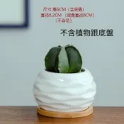 白瓷玫瑰 陶瓷花盆 花盆 花器 招財 多肉花盆 辦公室小清新 造型花盆 有洞花盆 可愛 多肉 舒壓 可愛花盆