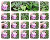 原民蝶豆花海&蔓性~浪漫庭院不可缺！30元（有根苗2-3棵或種子1包）*種子6包x30元=180元特價150元！