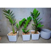 《柯比植物園》金錢樹。招財進寶風水植物，開店賀禮，發財樹 室內植物  觀葉植物 常綠植物