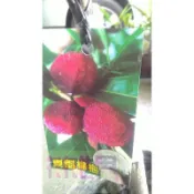 花花世界-水果苗**東魁楊梅**4.5吋盆/高30-50cm/最大果品種/MA*不建議超取*(特價中)