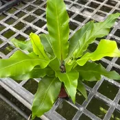 陽光綠築【嚴選植栽。蕨類植物】。山蘇。可食用。附生植物。有機蔬菜。