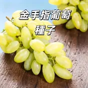 金手指葡萄種子 PT-9 黃葡萄種 香甜葡萄 庭院果樹 陽台盆栽 果穗大 甜度高 奶香風味 台灣適合 歐美品種 好種易活