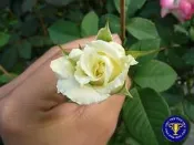 ╭＊田尾玫瑰園＊╯香花植物-玫瑰-(阿姆斯特丹.Amsterdam )
