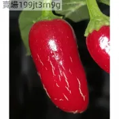 現貨🌶️墨西哥胡椒海螺 辣椒種子 （100粒）四季種植 果實大小約 10 CM 新手易種 四季盆栽庭院田園稀有品種種子