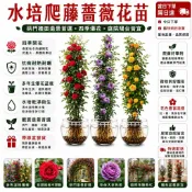 不怕養不活｜水培土栽自由選【現貨庭院爬牆花卉】玫瑰苗 爬藤月季大花苗 薔薇花苗 四季開花 庭院爬藤植物  濃香型觀賞花卉