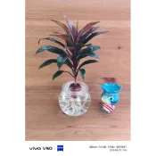 芙羅莉-水耕盆栽-娃娃朱蕉