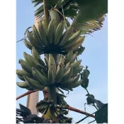 ［耿植］夏威夷雲彩蕉-大株僅能宅配