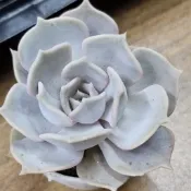 4公分盆“麗娜蓮 ”🔥穩根品🌵多肉植物❤️蘭心花卉