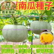 台灣現貨銀栗南瓜種子 日本南瓜 栗子南瓜 西洋南瓜 家庭菜園 庭院栽種 爬藤瓜果 陽台盆栽 蜜南瓜 瓜苗種子 蔬果種子