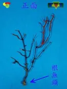 寶物石坊】新刊登~天然海樹~海鐵樹~編號1082~沒加工處理~寄居蟹攀爬~魚缸造景~室內擺設~裝飾道具~diy材料＃貝殼