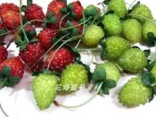 ◎花語人造花資材◎人造水果＊特選小紅莓＊2色~可作成耳環~飾品~櫥窗擺設~佈置~攝影