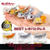 愛尚購物 {可刷卡 打統編}日本正版萬代 生物大圖鑒豹紋守宮和冠紋壁虎扭蛋 仿真可動模型