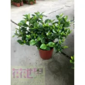 花花世界_綠籬植物--玉堂春--山黃梔--山梔--8吋 40-50公分